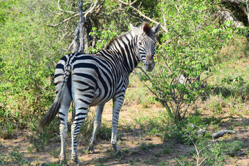 Fototapeta na wymiar Zebra in Africa Looking Back