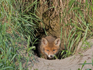 Young fox comes out of the hole. Red fox (Vulpes vulpes) 50 days old.