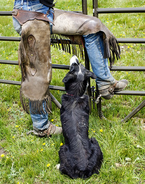 Dog and Cowboy