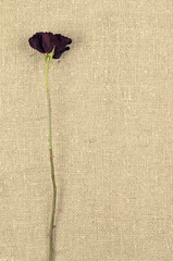 One long dry red rose on linen  canvas background