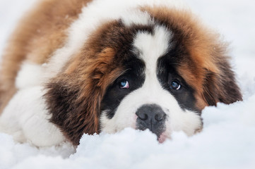 Saint bernard puppy lying in snow © Rita Kochmarjova