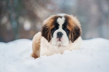 Saint bernard puppy in winter