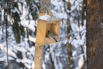 Кормушка в зимнем лесу