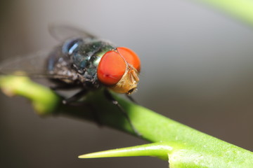 Fly insect