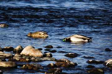 Two Ducks Swimming In River With Heads Submersed