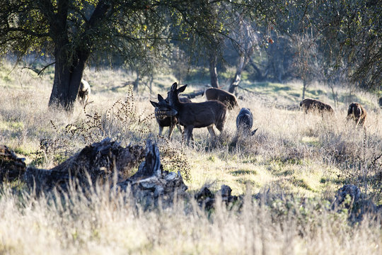Small Herd Of Deer Feeding Under Oak Trees