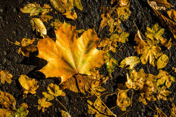 Yellow dry leaf in the autumn forest