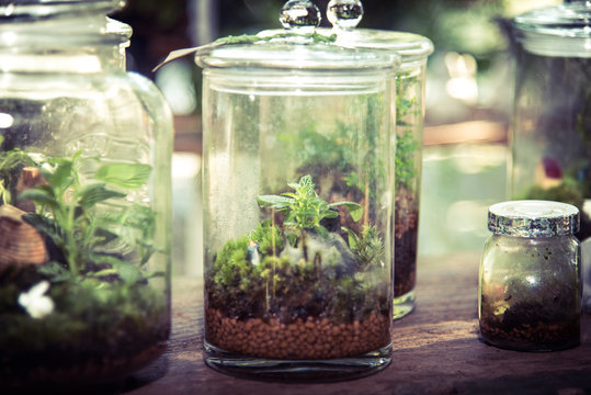 Terrarium in glass jar