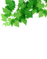 Fototapeta na wymiar ブドウの葉の背景素材