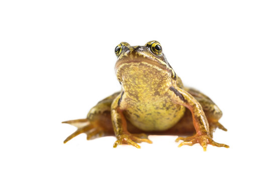 Common brown frog frontal look