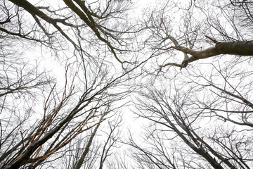 the tops of the trees without leaves