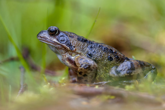 Male grass frog