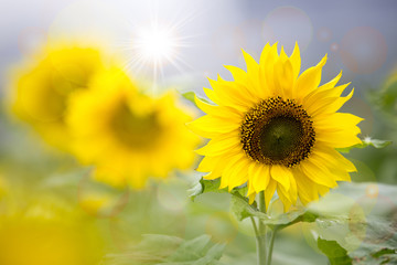 Obraz premium Close up of sunflower with sunshine.
