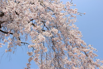 枝垂桜