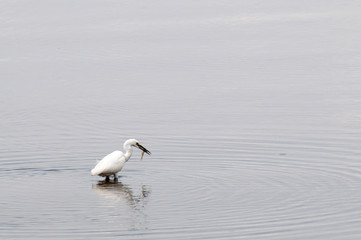 Young Whooping Crane