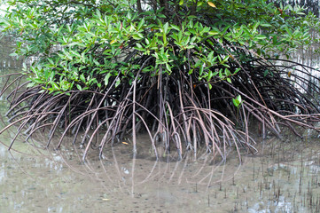 Mangroves forest