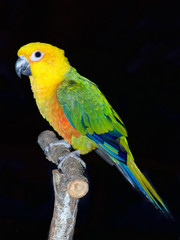 Jenday Conure, Jandaya Parakeet, Aratinga jandaya, 6 month old female,  