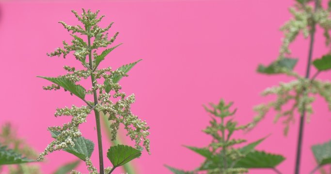 Tops of Saltbush, Orache, Atriplex, Weed, Wavering