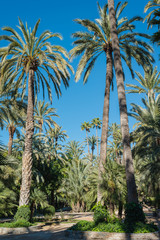 Fototapeta na wymiar Palmeral of Elche, the most southerly palm grove in Europe. Region Alicante. Spain