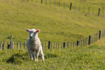 little lamb in paddock © Patrik Stedrak
