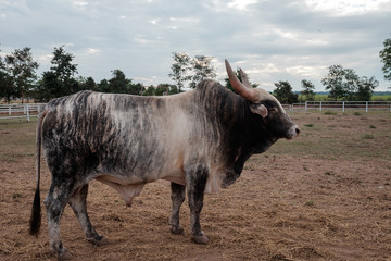 Thai gray and black cows standing alone in  farm