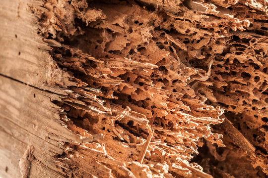 Holzschaden durch Sch&auml;dlingsbefall