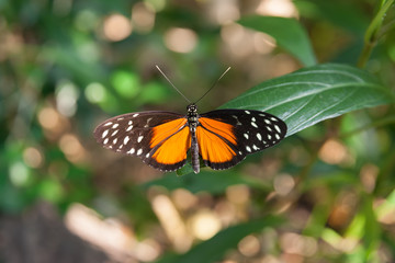 Fototapeta na wymiar Crimson patch butterfly settled wings open on green leaf