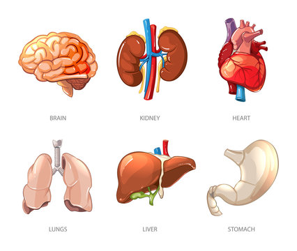 Human internal organs anatomy in cartoon vector style. Brain and kidney, liver and lung, stomach and heart illustration