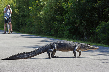 American alligator walking  across bicycle path at Shark Valley in the Everglades National Park,...