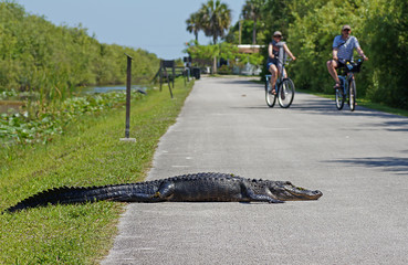 Tourists cycling past american alligator laying on bicycle path at Shark Valley in the Everglades...
