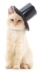 White cat in black hat.