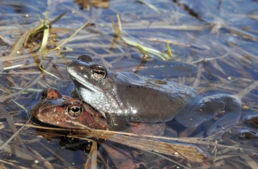 Copulation of The common frog (Rana temporaria) mating, also known as the European common frog, European common brown frog, or European grass frog,