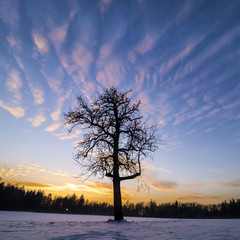 Fototapeta na wymiar sonnenuntergang auf einer Waldlichtung mit einsamem Baum und Schnee