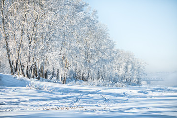 trees in the snow on the river bank
