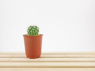 The little green cactus in small plant pot on wooden tray for home decoration.