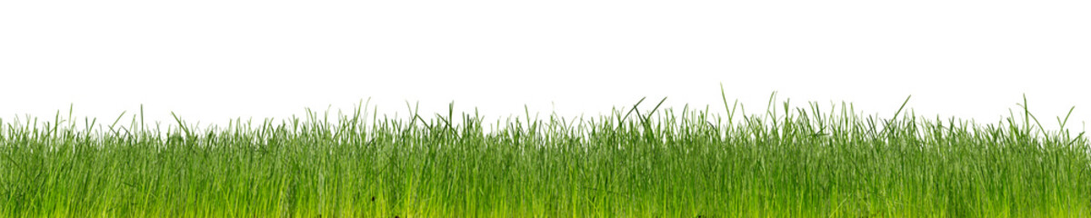 green natural grass  isolated on white background