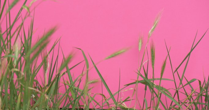 Ears, Grass, Weed, Wavering, Closeup