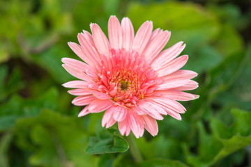 This beautiful waterlily or lotus flower is complimented