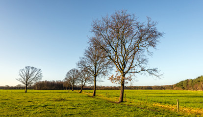Fototapeta na wymiar Row of leafless trees on a sunny day in winter