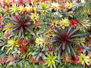 Bromeliad garden