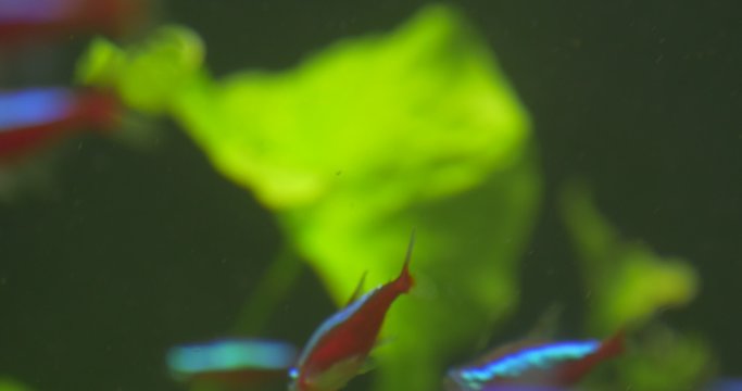 Cardinal Tetra, Paracheirodon Axelrodi, School of Fishes in Aquarium