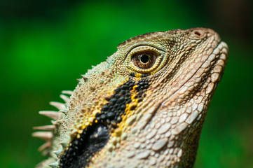 Australian Water Dragon Portrait