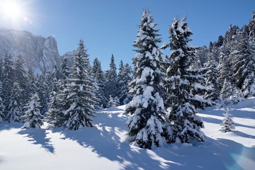Fototapeta na wymiar Trees on the slopes Val Gardena, Italy