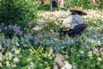 Gardener man works in the white flower garden field with blur background