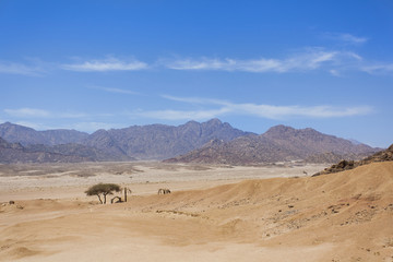 Fototapeta na wymiar Пустынный ландшафт в Египте: синее небо, горы, песок и сухие деревья