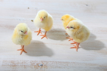 Yellow chickens on a  wooden background