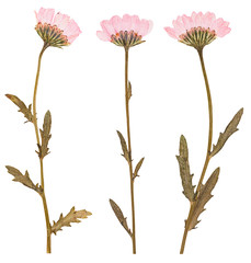 Pressed flowers, isolated - 101357801