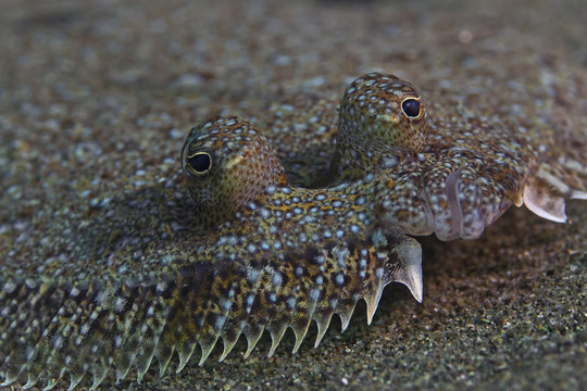 Fototapeta Wide-eyed flounder (Bothus podas)
