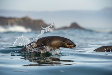 Fototapeta premium Jumping out of water Cape fur seal (Arctocephalus pusillus pusillus)