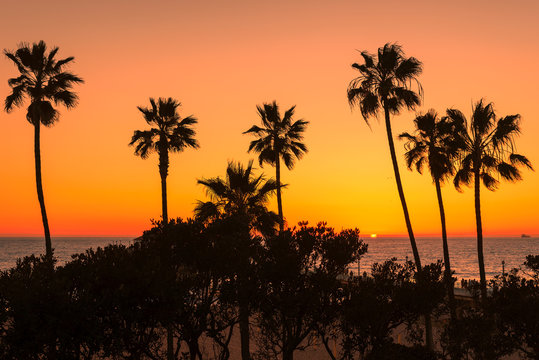 Palm trees over the Manhattan Beach at orange sunset, Los Angeles, California
